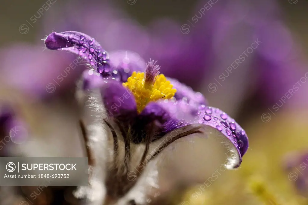 Pasque Flower (Pulsatilla vulgaris), covered in dew drops, flower, Swabian Mountains Biosphere Reserve, UNESCO World Heritage Site, Baden-Wuerttemberg...