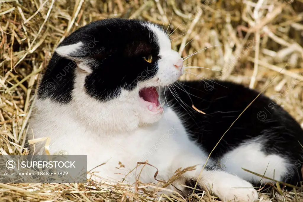 Black and white domestic cat lying in hay and hissing, North Tyrol, Austria, Europe