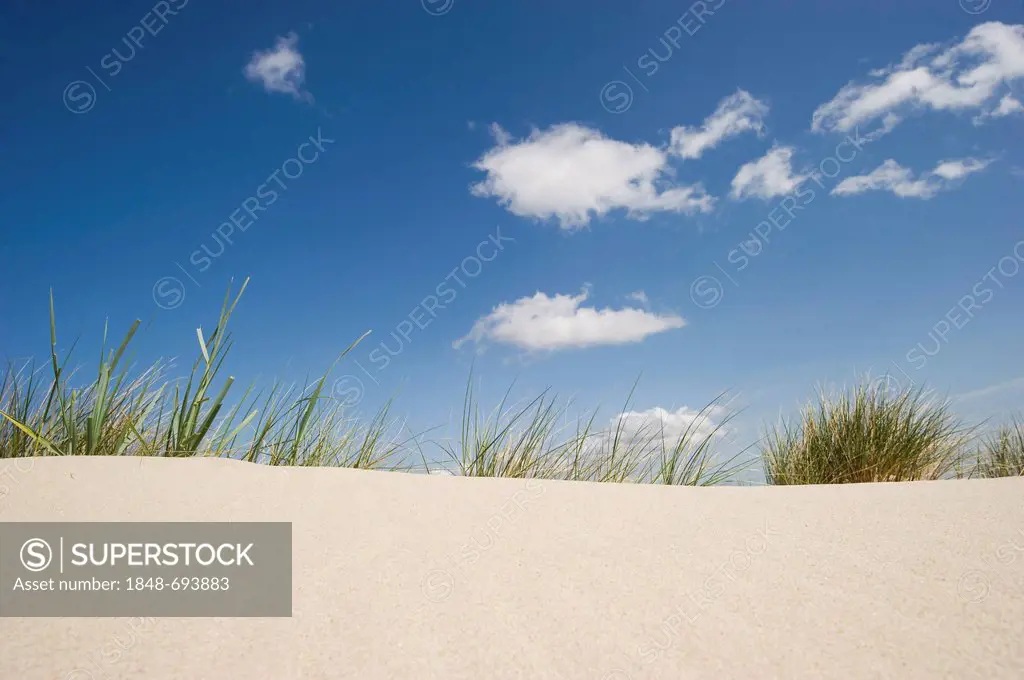 Dunes, beach, List, Sylt island, Schleswig-Holstein, Germany, Europe