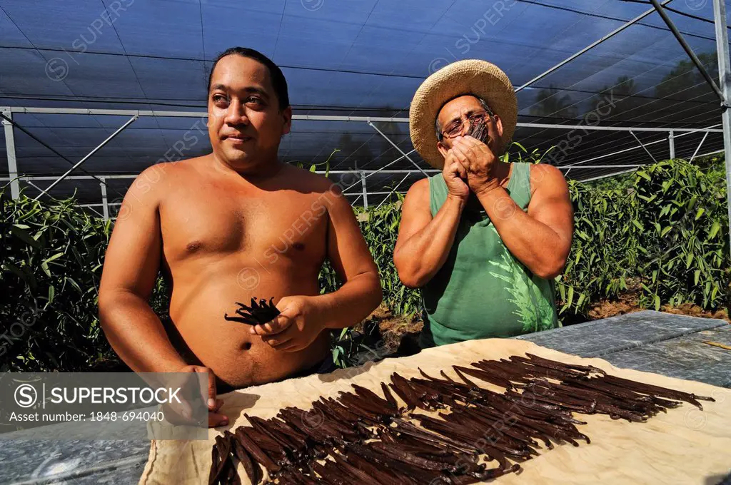 Men with dried vanilla beans or pods, Vanilla Orchid (Vanilla planifolia), vanilla production, greenhouse, Moorea, Windward Islands, Society Islands, ...