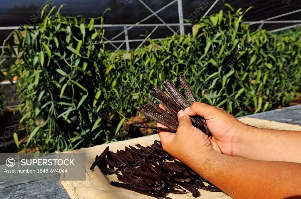 Dried vanilla beans or pods, vanilla spice, Vanilla Orchid (Vanilla planifolia), vanilla production, greenhouse, Moorea, Windward Islands, Society Isl...