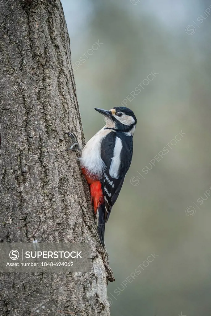Great Spotted Woodpecker (Dendrocopos major), Bavaria, Germany, Europe