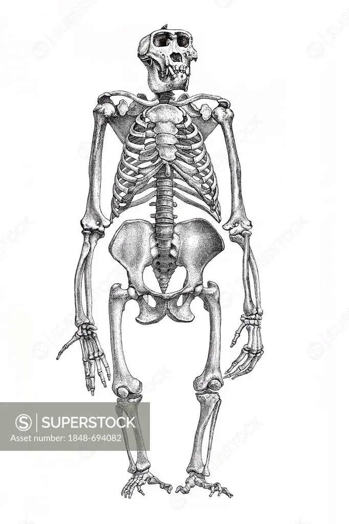 Skeleton of a gorilla, anatomical illustration