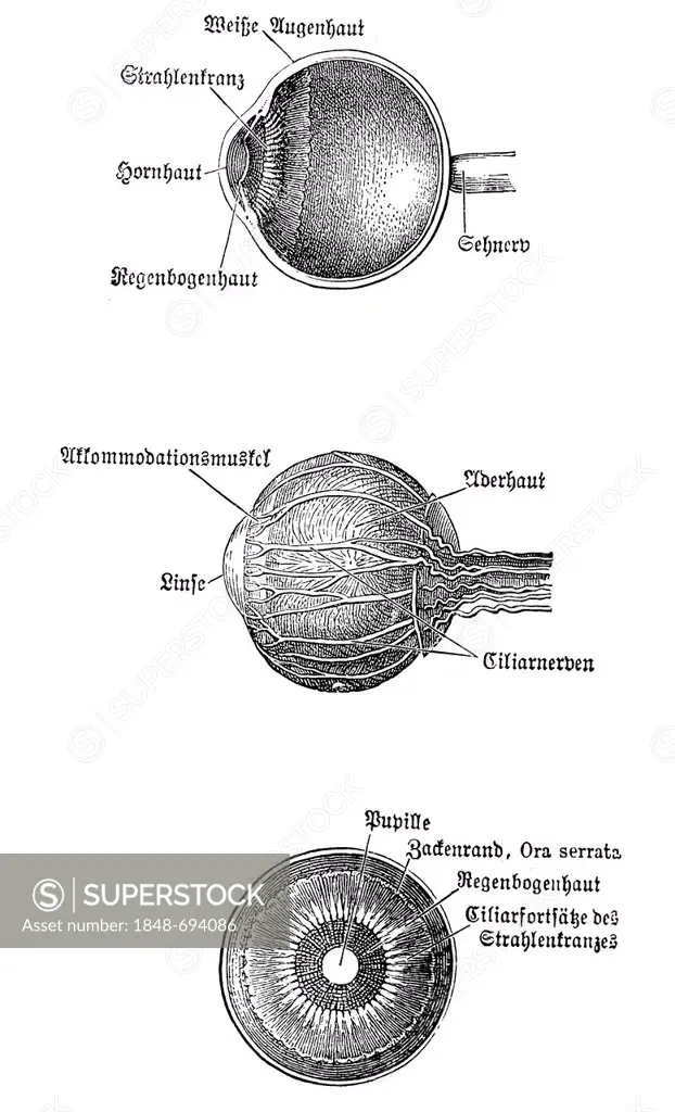 Eyeball, anatomical illustration