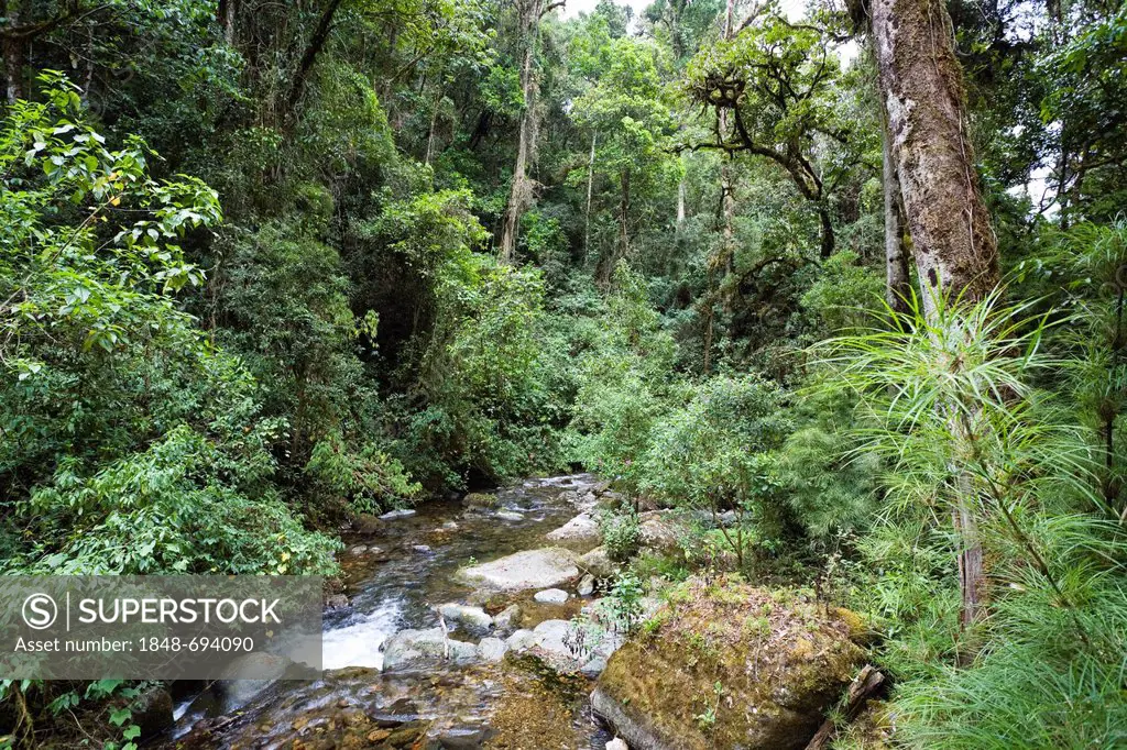 Rainforest at the Cerro de la Muerte, Rio Savegre, Costa Rica, Central America