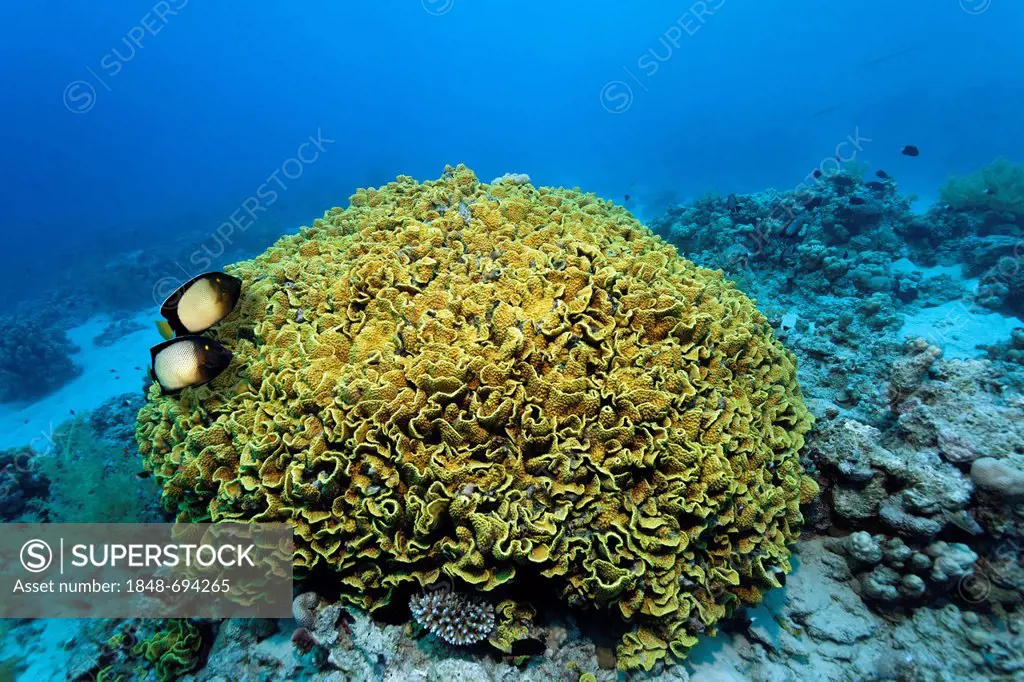 Couple Dusky Angel or Yellow-Ear-Angelfish (Apolemichthys xanthotis), above Yellow scroll coral (Turbinaria reniformis), Makadi Bay, Hurghada, Egypt, ...