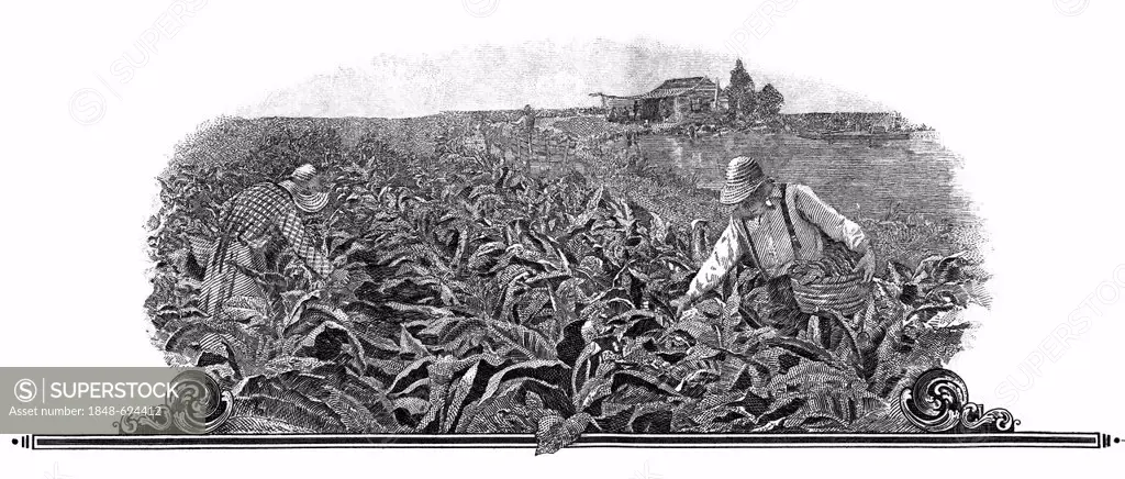 Steel engraving, motif with tobacco harvest, detail, historical share, Tobacco Products Corporation, Virginia, USA, 1929