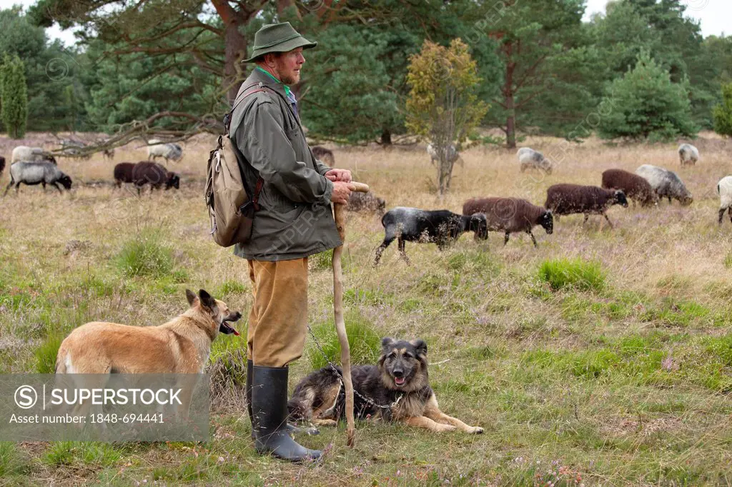 Shepherd with sheepdogs and flock on the heath near Wilsede, Luneburg Heath, Lower Saxony, Germany