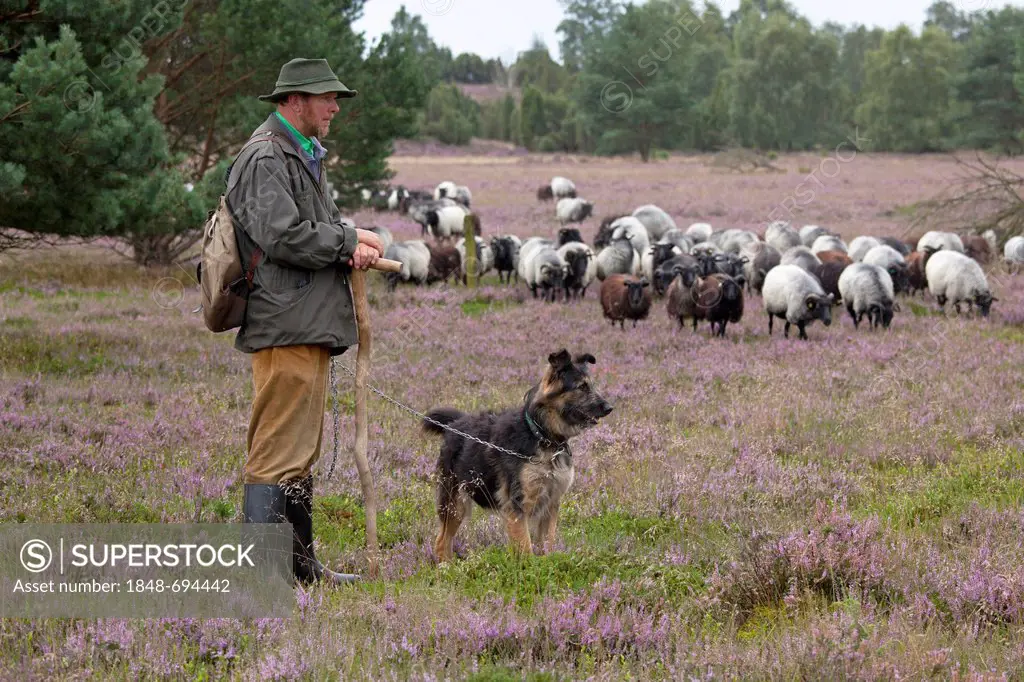 Shepherd with sheepdog and flock on the heath near Wilsede, Luneburg Heath, Lower Saxony, Germany