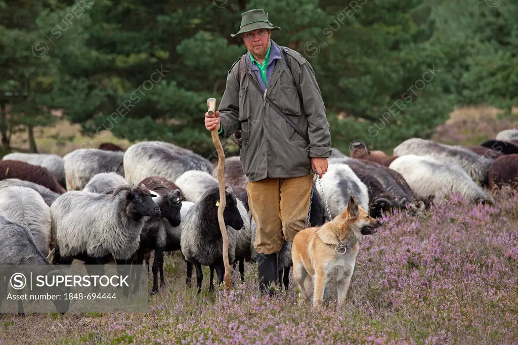 Shepherd with sheepdog and flock on the heath near Wilsede, Luneburg Heath, Lower Saxony, Germany