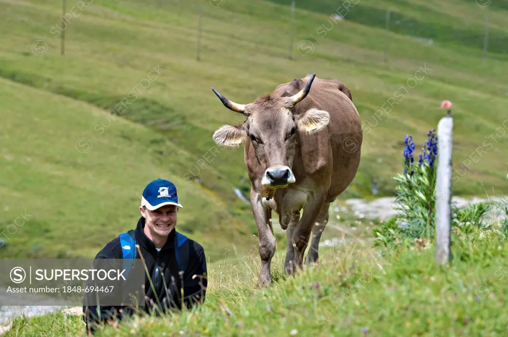 Man beside a cow on an alpine pasture, Avers Valley, Aversertal, Grisons, Switzerland, Europe