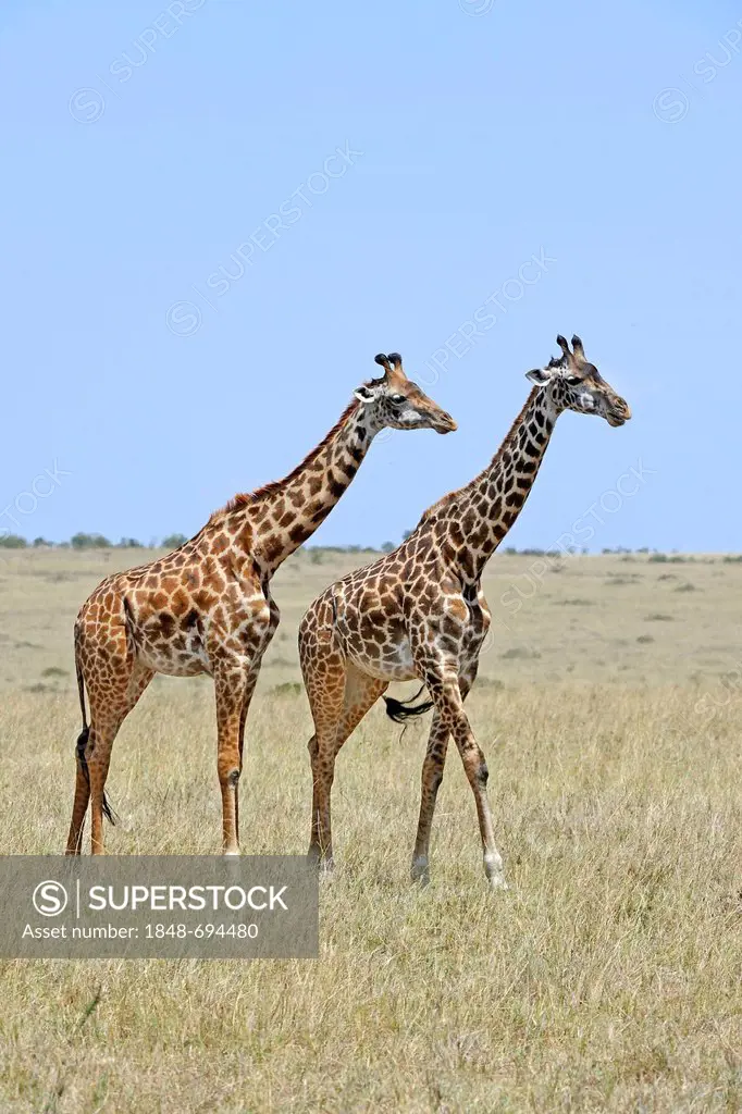 Masai giraffes (Giraffa camelopardalis tippelskirchi), on grassland, Maasai Mara National Reserve, Kenya, East Africa, Africa