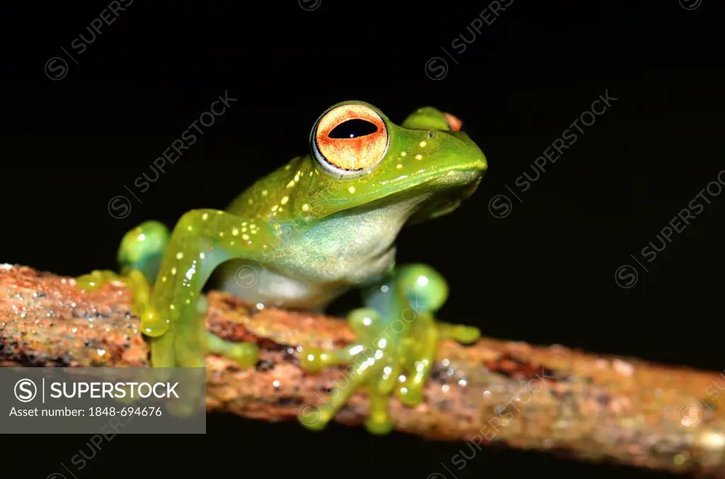 Nocturnal poison frog, skeleton frog (Boophis sp.), in the rain forests of northern Madagascar, Africa