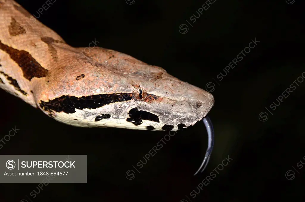 Madagascar ground boa (Acrantophis madagascariensis), in the forests of western Madagascar, Africa