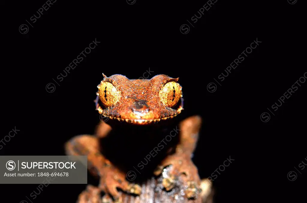 Spearpoint Leaf-tail Gecko (Uroplatus ebenaui) in the Amber Mountain National Park, Madagascar, Africa