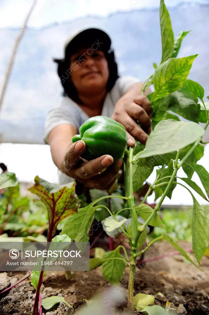 Women's cooperative, organic vegetable production, farmwoman presenting a ripe pepper, Pachacamac, Lima, Peru, South America