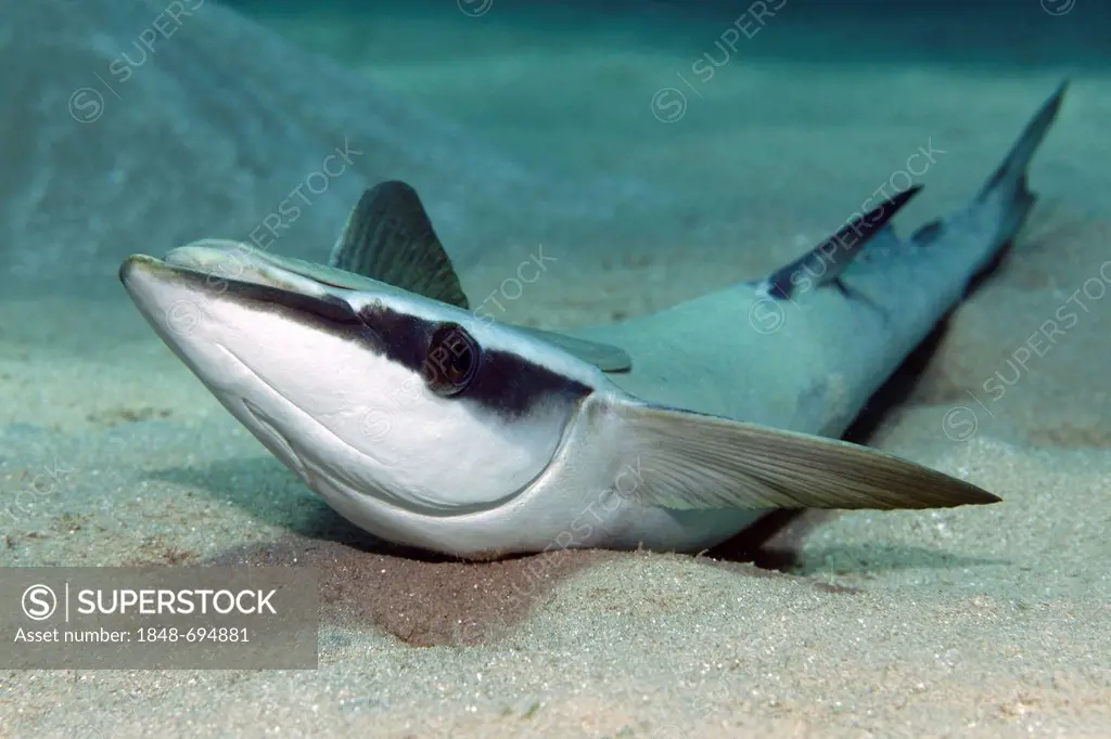 Slender Suckerfish (Echeneis naucrates) lying on sand bottom, Makadi Bay, Hurghada, Egypt, Red Sea, Africa