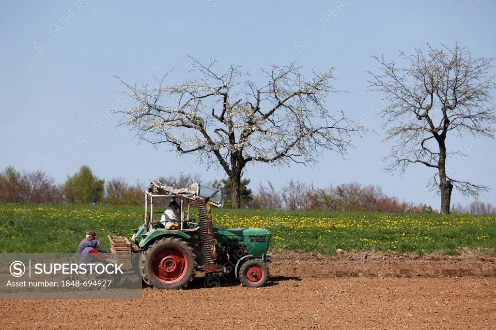 Sowing of potatoes with the tractor, Thuisbrunn, Franconian Switzerland, Upper Franconia, Franconia, Bavaria, Germany, Europe