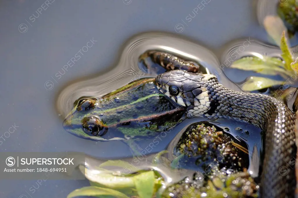 Grass snake (Natrix natrix) capturing Edible frog (Pelophylax esculentus)