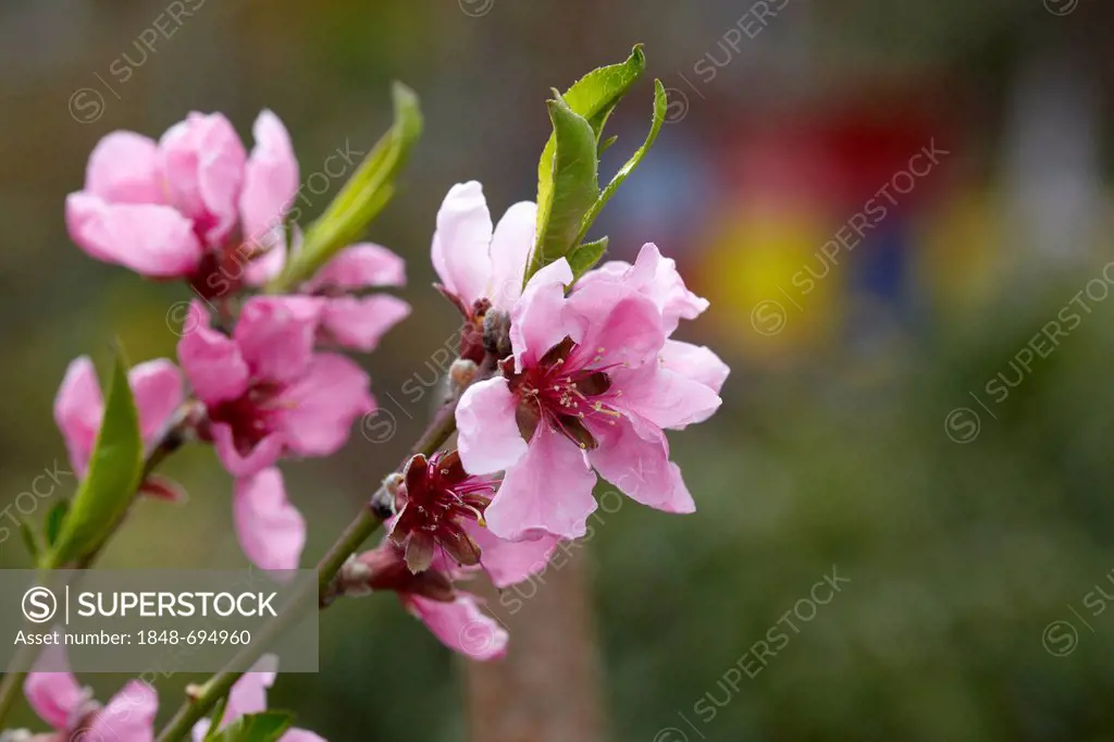 Blossoms of a peach tree, peach (Prunus persica)
