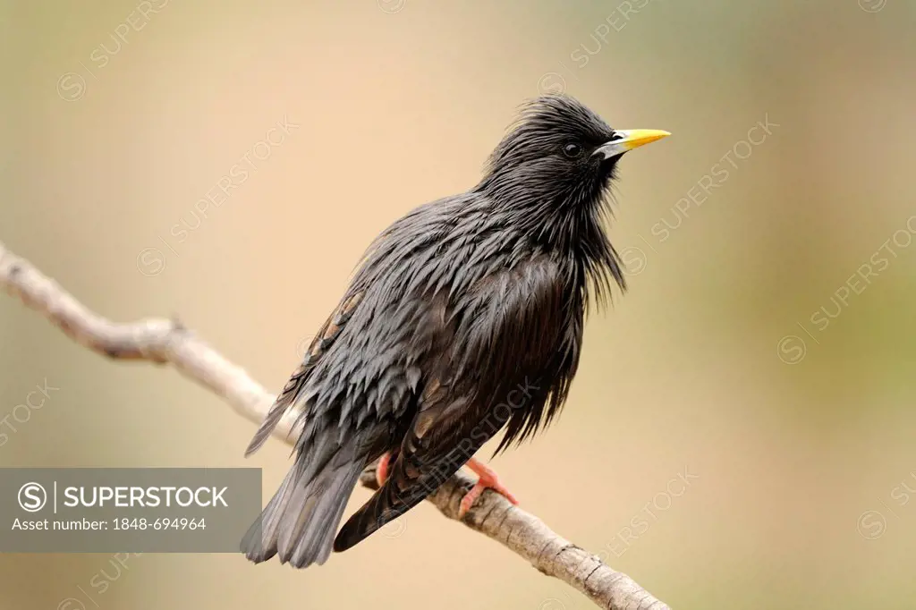 Spotless Starling (Sturnus unicolor), perched on branch