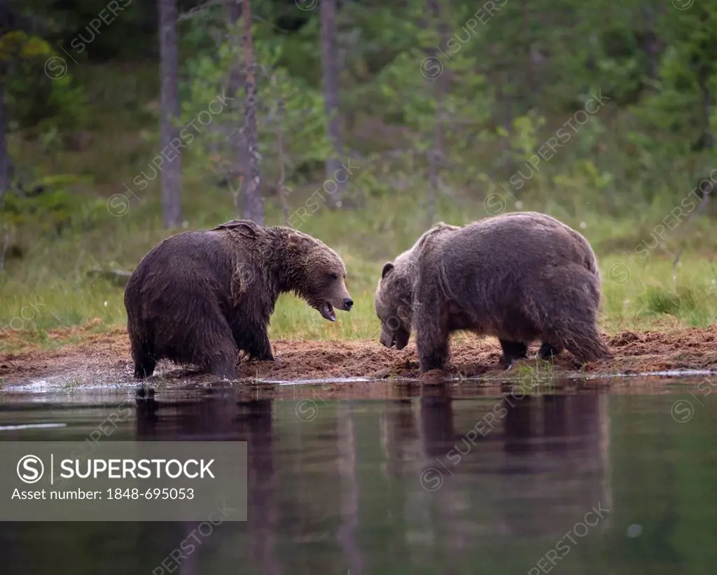 Brown Bears (Ursus arctos), standing on the water's edge, Karelia, Finland, Europe