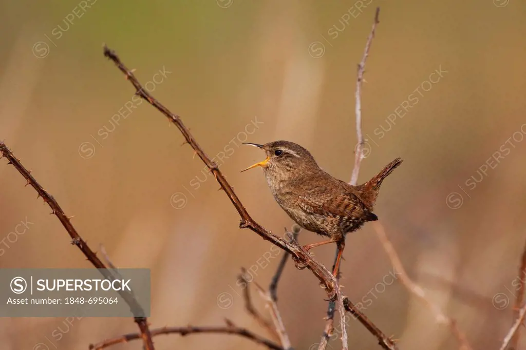 Wren (Troglodytes troglodytes), singing, Texel, The Netherlands, Europe