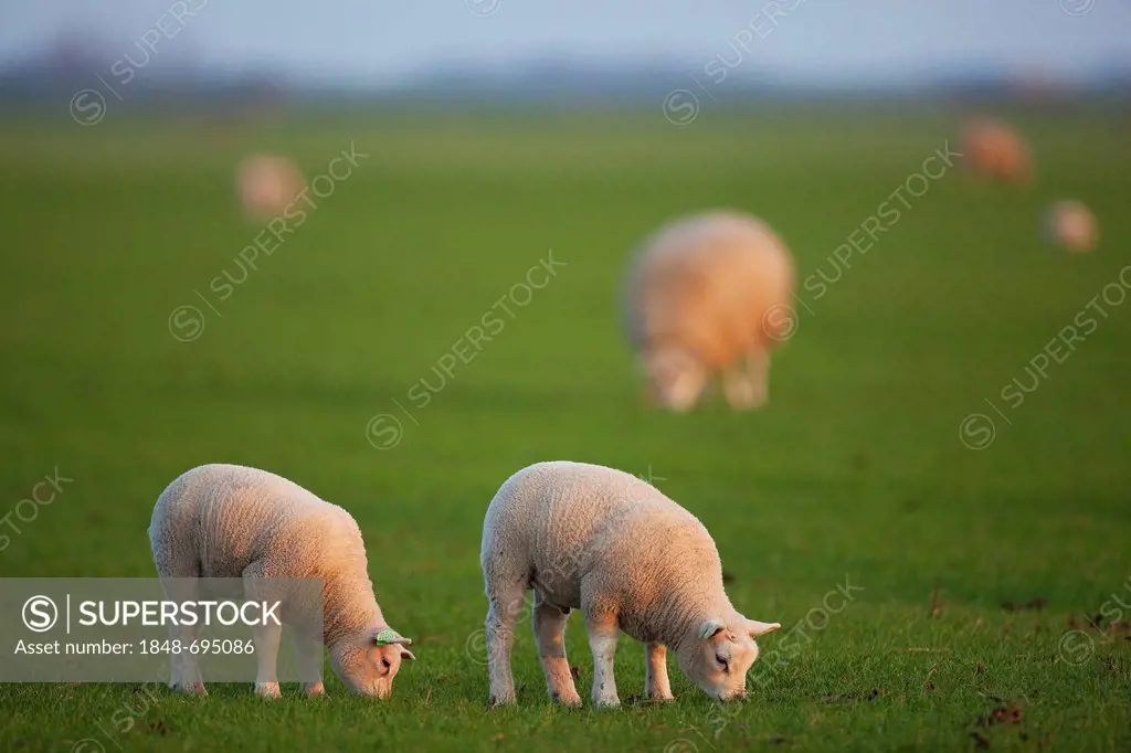 Domestic sheep (Ovis orientalis Aries), lambs, Texel, The Netherlands, Europe