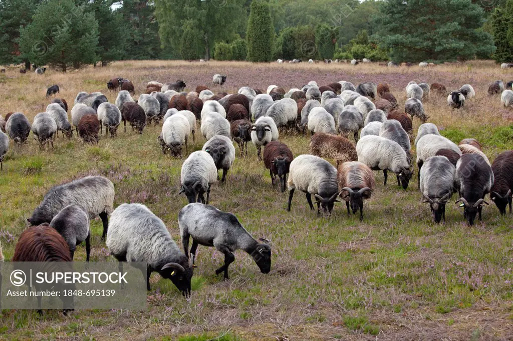 Flock of Heidschnucke sheep on the heath near Wilsede, Luneburg Heath, Lower Saxony, Germany, Europe