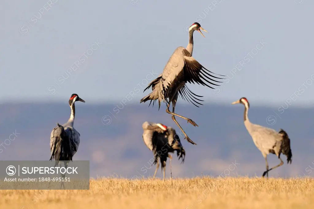 Common or Eurasian Cranes (Grus grus), dancing bird at roost, Lake Hornborga, Hornborgasjoen, Vaestergoetland, Sweden, Scandinavia, Europe