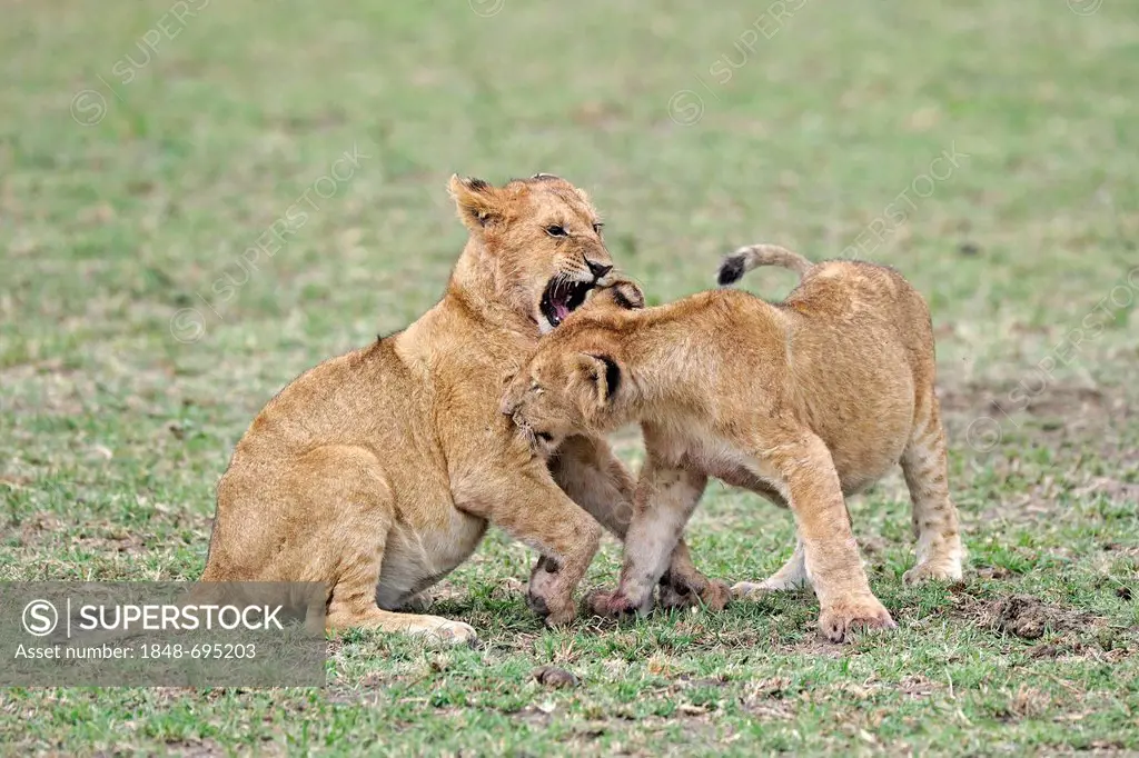 Young lions (Panthera leo), cubs playing together, Masai Mara, Kenya, East Africa, Africa