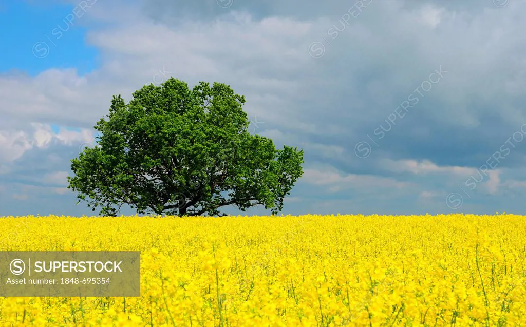 Yellow rape or rapeseed field, deciduous tree