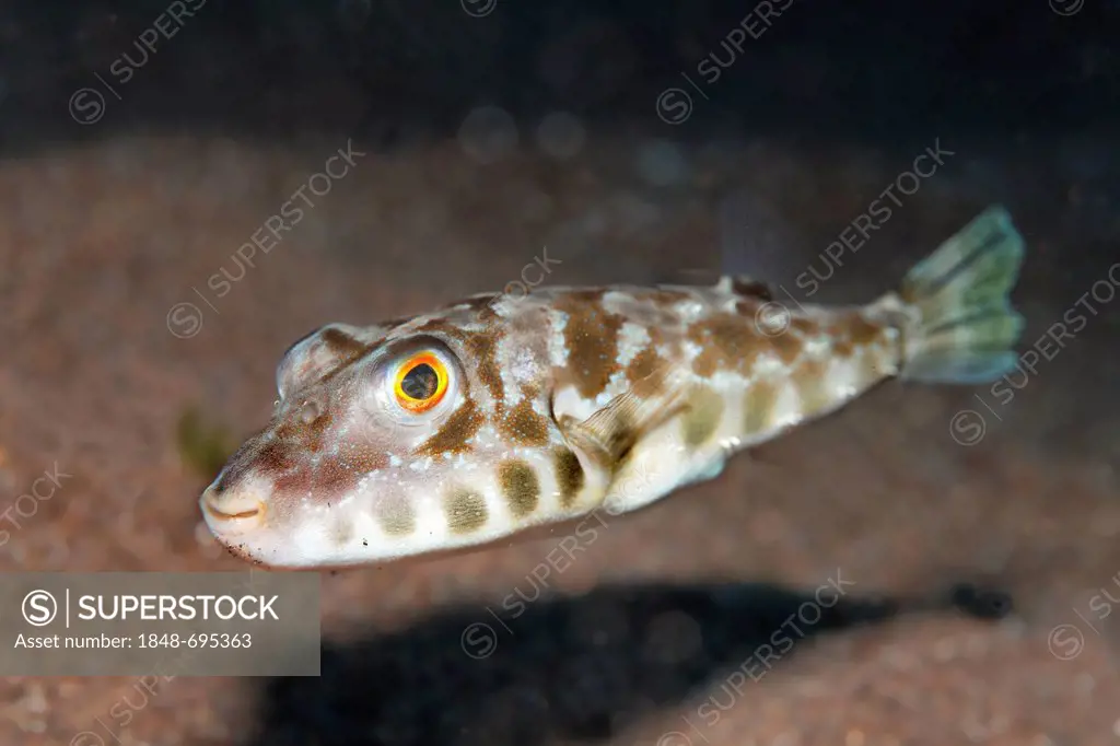 Brown Puffer (Sphoeroides marmoratus) swimming above sandy ground, Madeira, Portugal, Europe, Atlantic Ocean