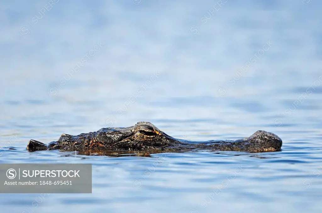 American Alligator or Pike-headed Alligator (Alligator mississippiensis), Everglades National Park, Florida, USA