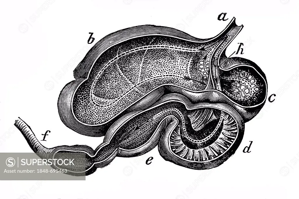 Cow's stomach, anatomical illustration