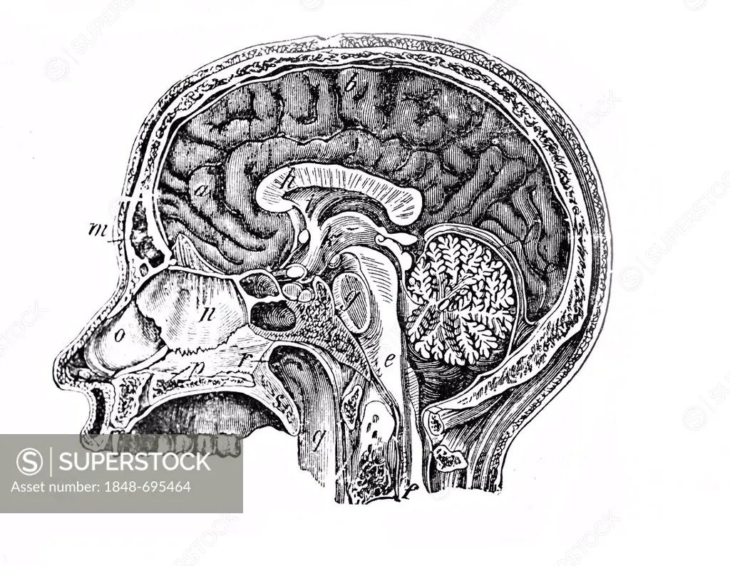 Longitudinal section of a human head, anatomical illustration