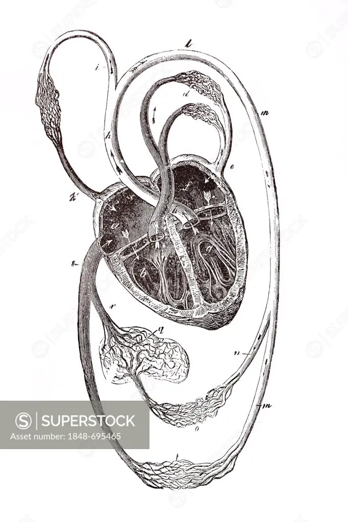 Circulatory system, anatomical illustration