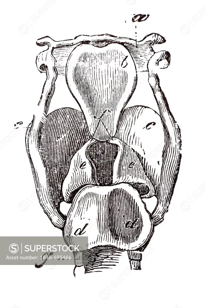 Larynx, anatomical illustration