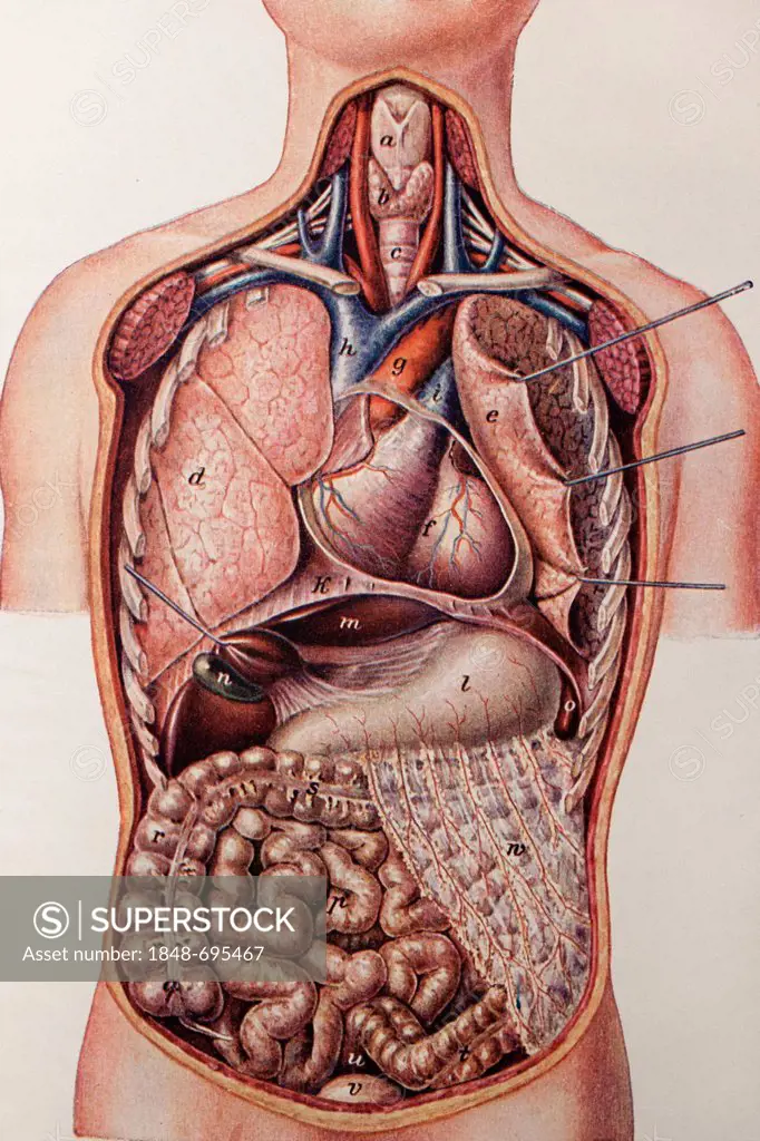 Longitudinal section of a human torso, anatomical illustration
