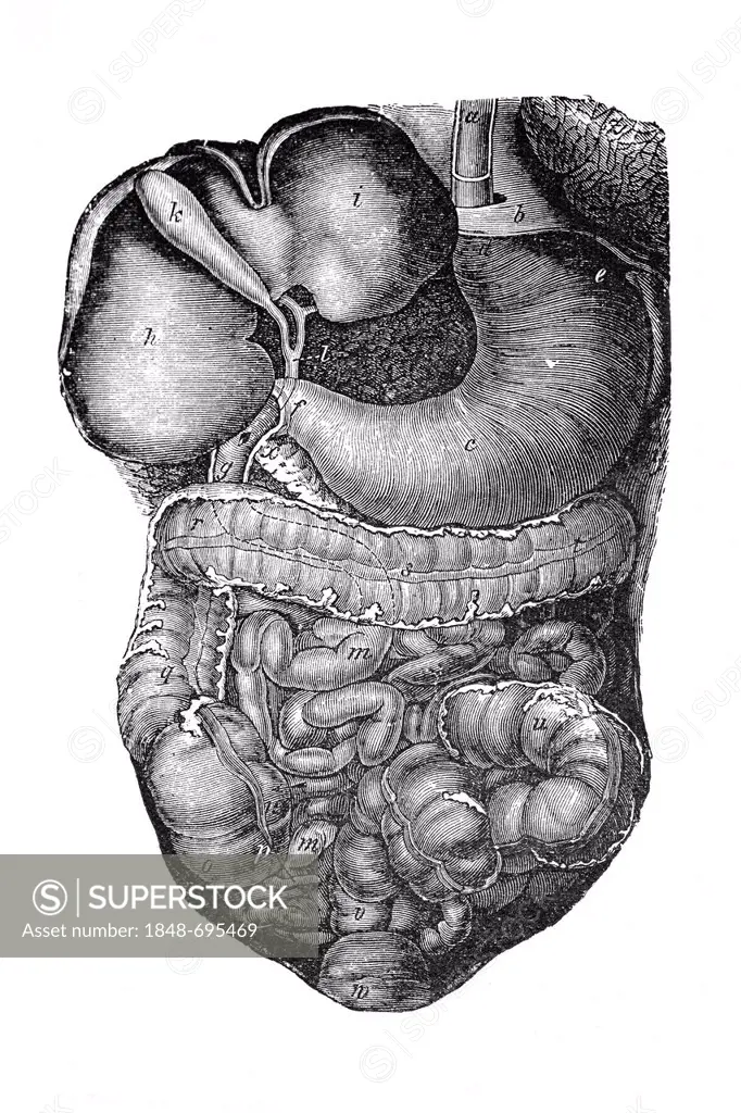 Internal organs, anatomical illustration