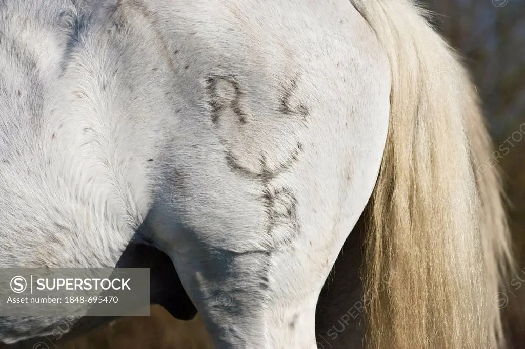 Branded Camargue horse (Equus caballus), Camargue, Southern France, France, Europe