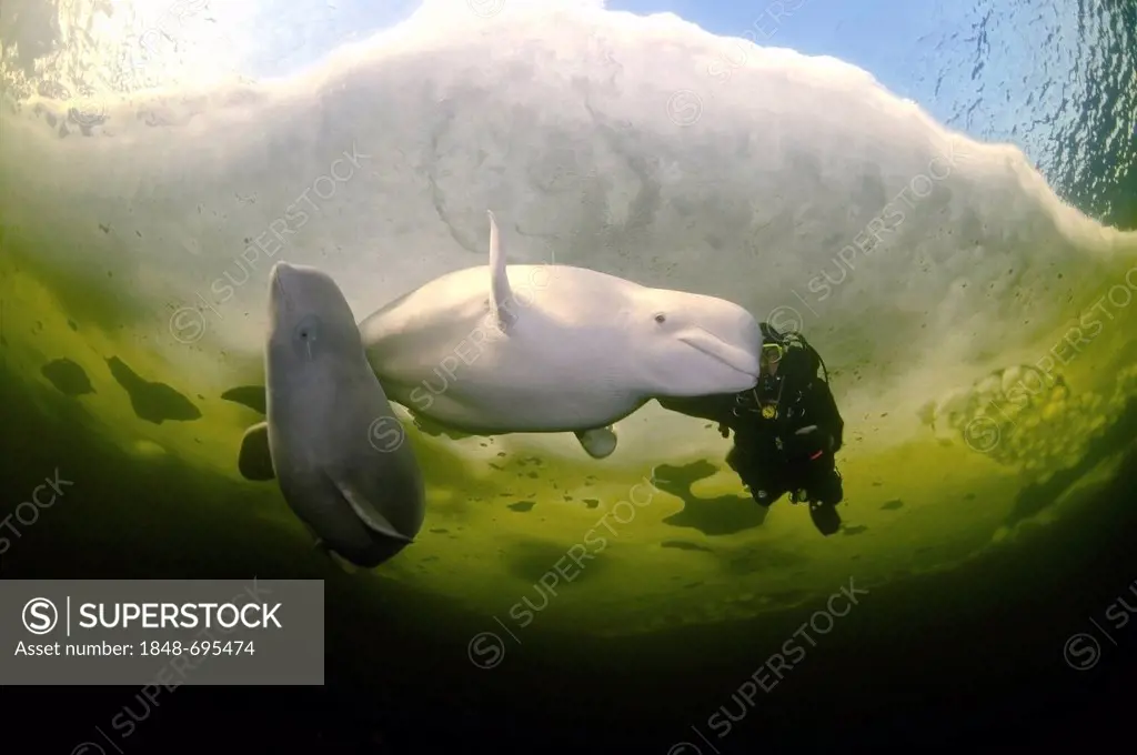 Diver and Belugas, White whales (Delphinapterus leucas), White Sea, Kareliya, north Russia, Arctic