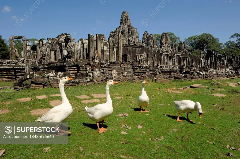 Swan Geese (Anser cygnoides) in front of the Bayon Temple, Cambodia, Southeast Asia, Asia