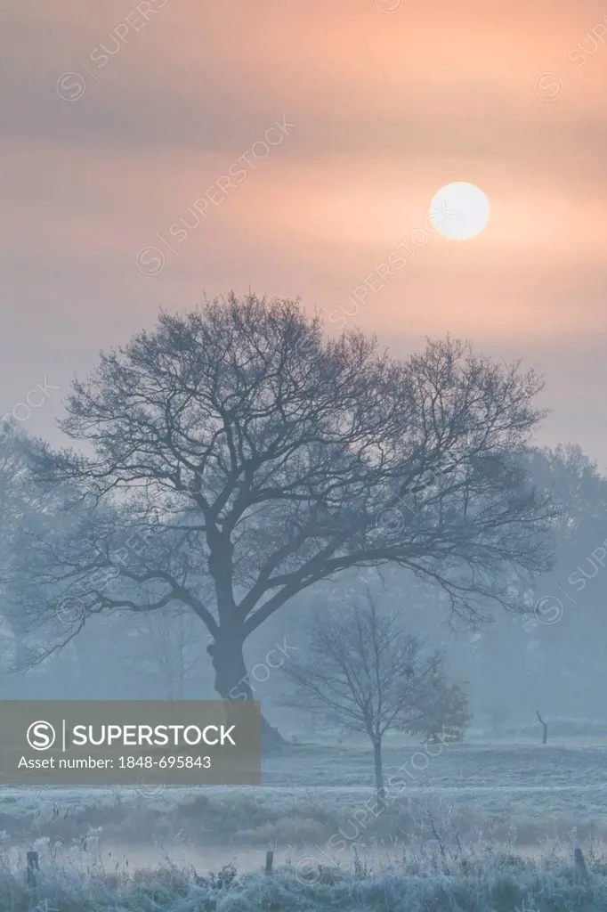 Misty sunrise on the Ems river, Haren, Emsland region, Lower Saxony, Germany, Europe