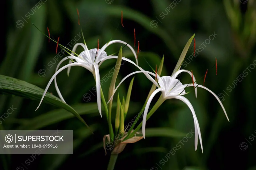 Spiderlily (Hymenocallis occidentalis), flowering, Singapore, Southeast Asia