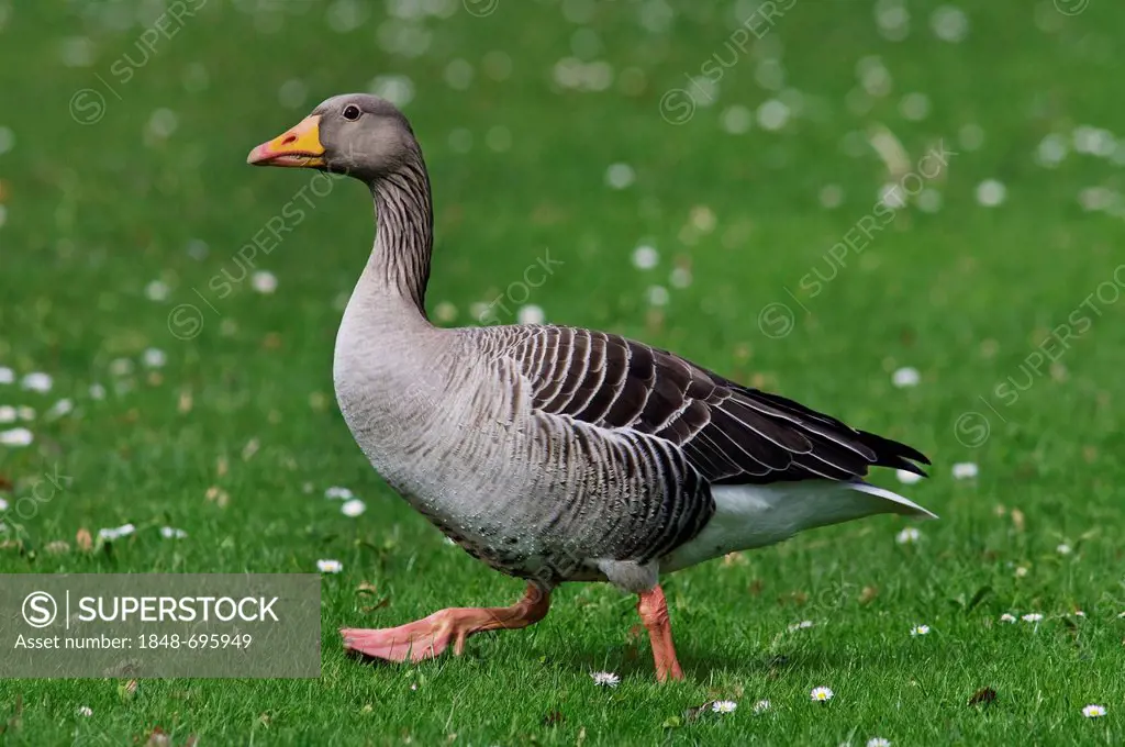 Greylag or Graylag goose (Anser anser), walking on a meadow