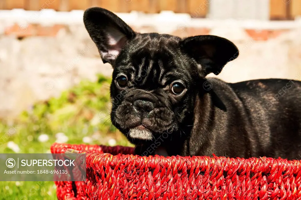 French Bulldog puppy sitting in a red basket