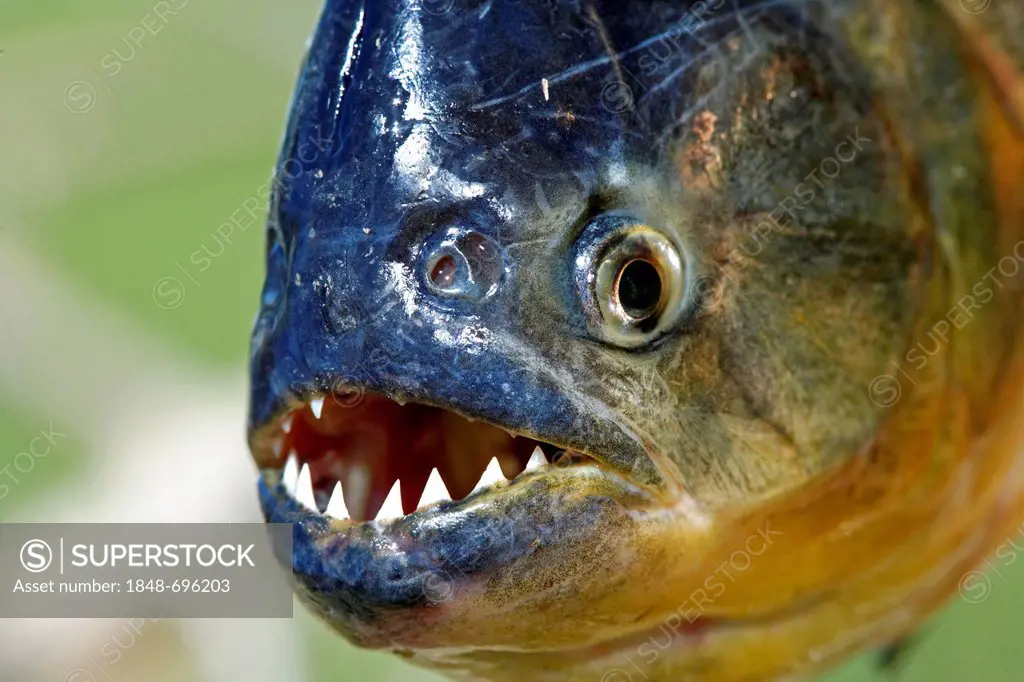 Red-bellied piranha (Pygocentrus nattereri), adult, portrait, Pantanal, Brazil, South America
