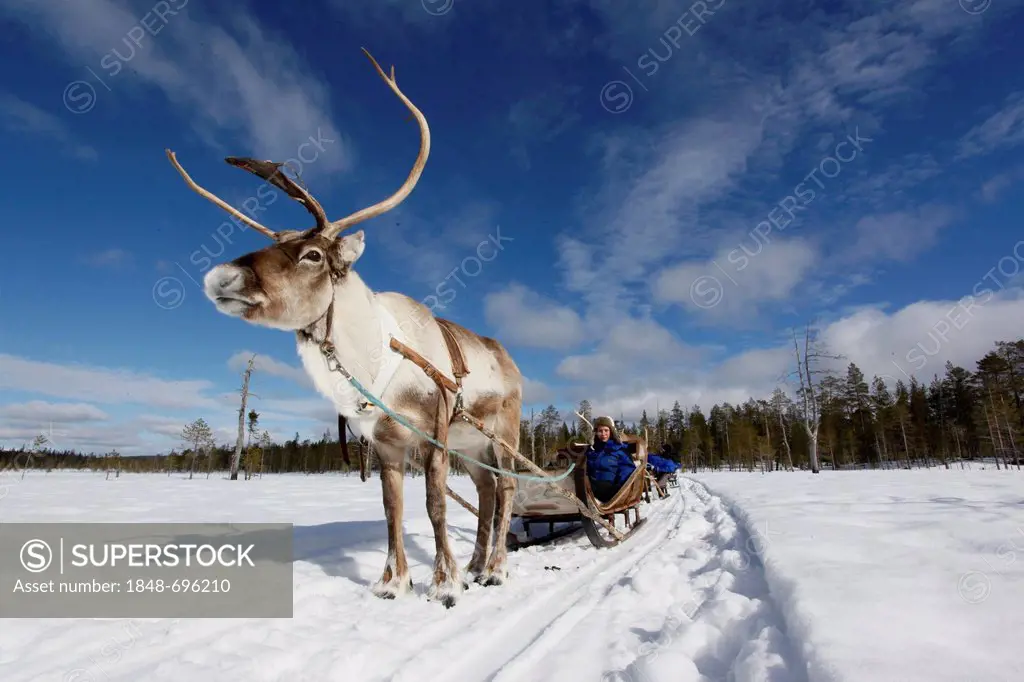 Reindeer sleigh ride, Salla, Lapland, Finland, Europe