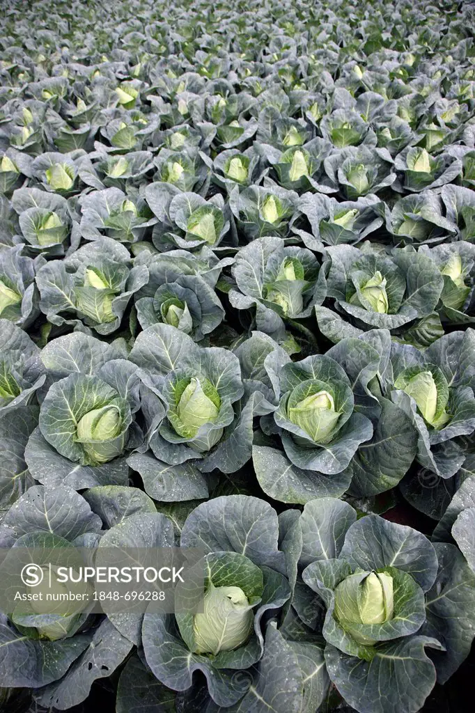 Pointed sweetheart cabbage growing on a field, Germany, Europe